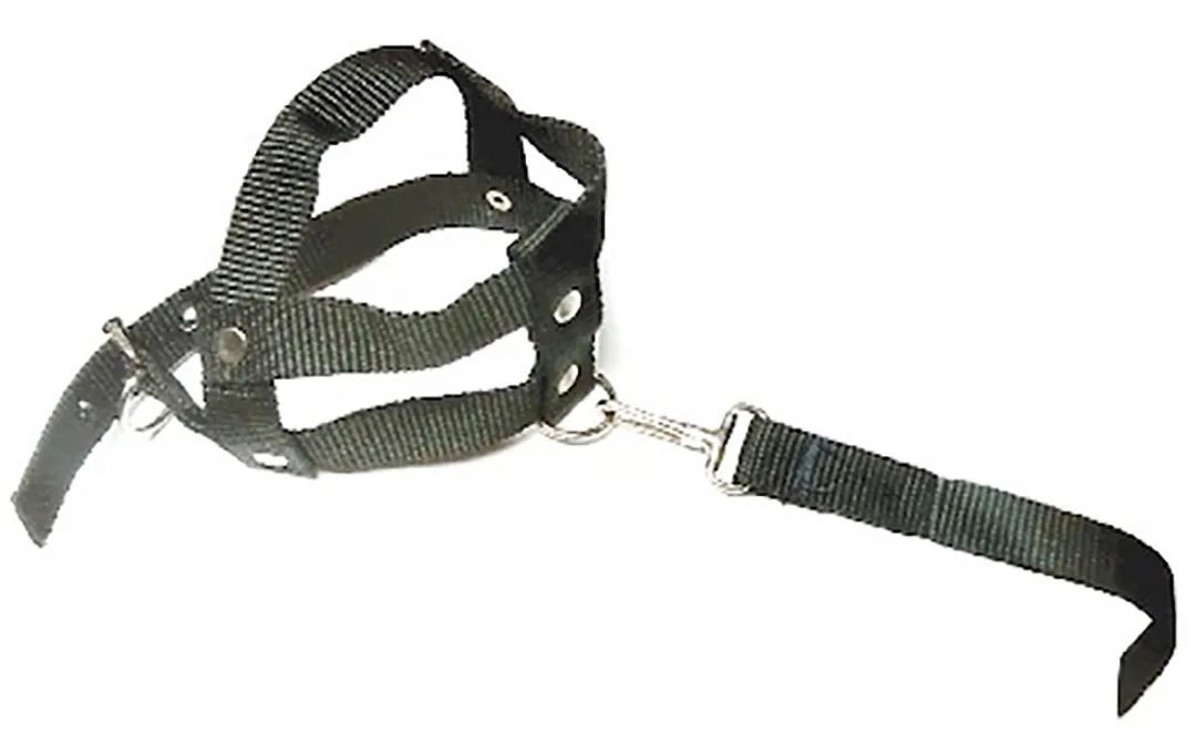 Imagen del producto "Collar" marca Hommus Caninuss